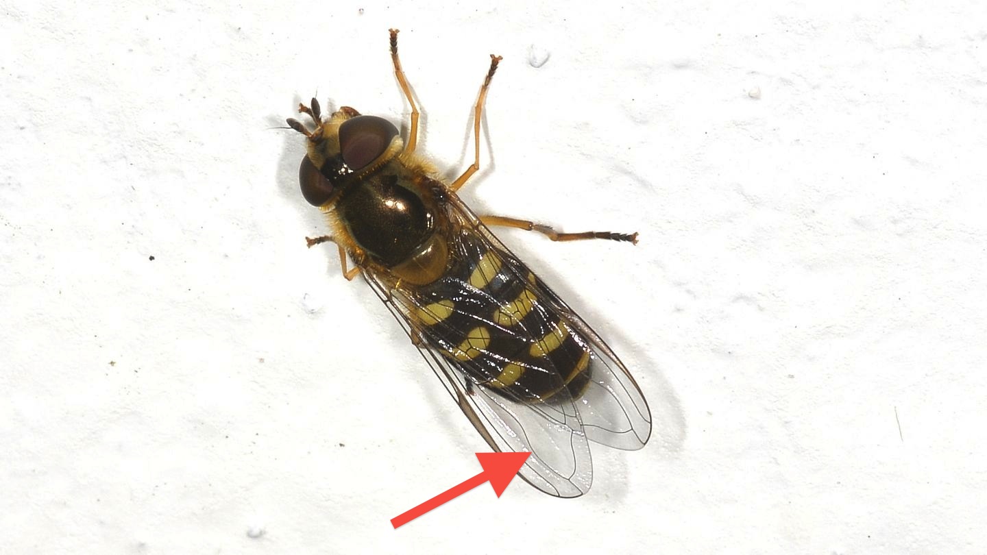 Syrphidae ?